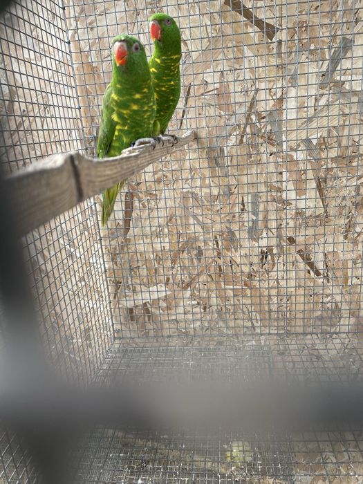 Macho lori chlorolepidotus macho 2024