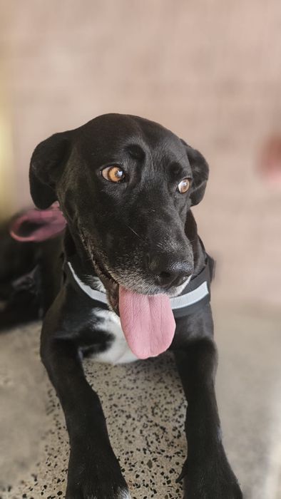 Cadela fêmea para adoção responsável