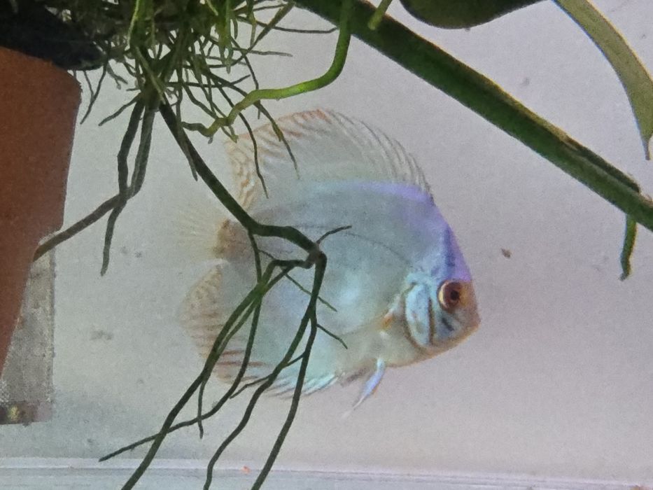 Peixe Disco à Venda