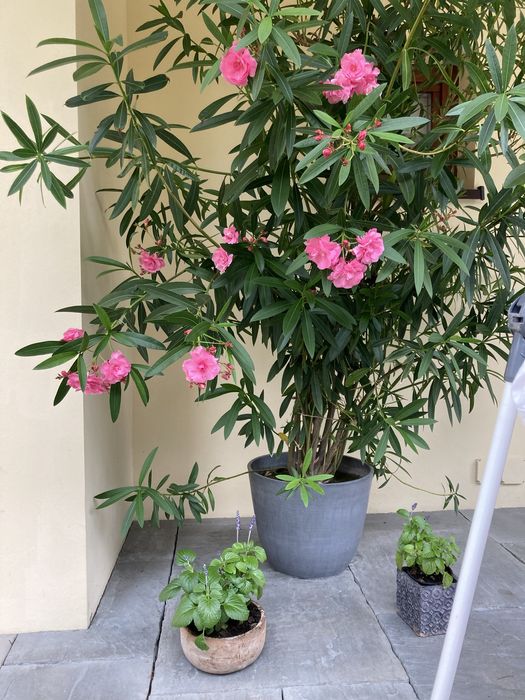 Kwiat oleander pelny pachnacy