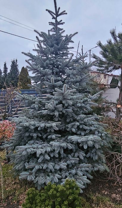 Świerk 2m choinka do wycięcia wykopania