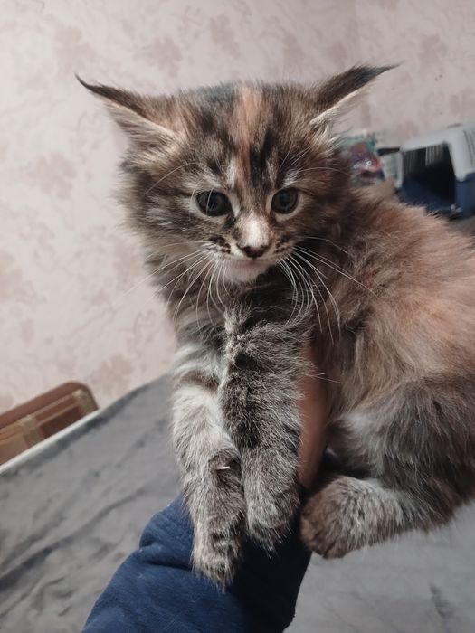 Кішечка  Мейн-кун