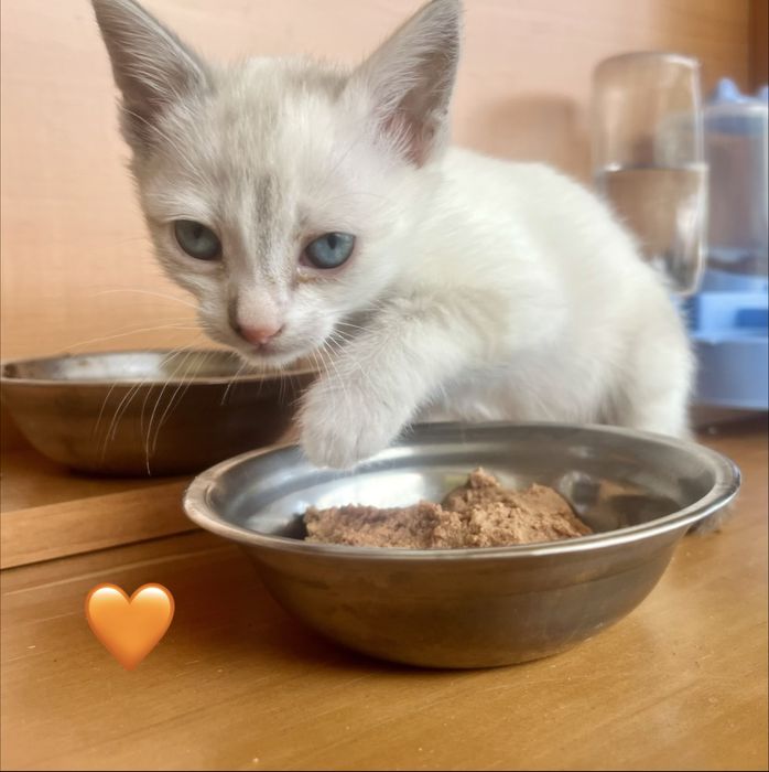 4 gatinhos disponíveis para adoção responsável.