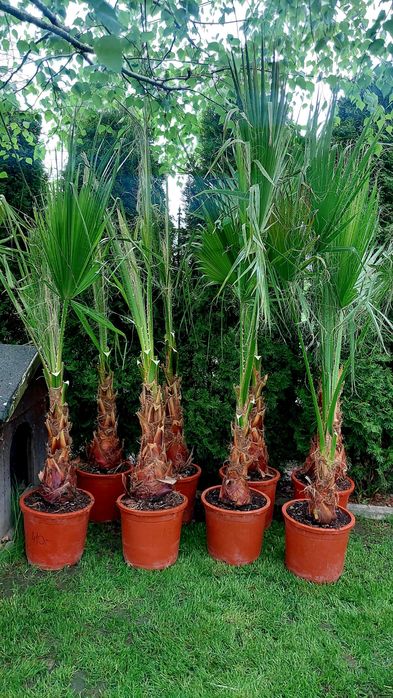 Palma Waszyngtonia Robusta Duże