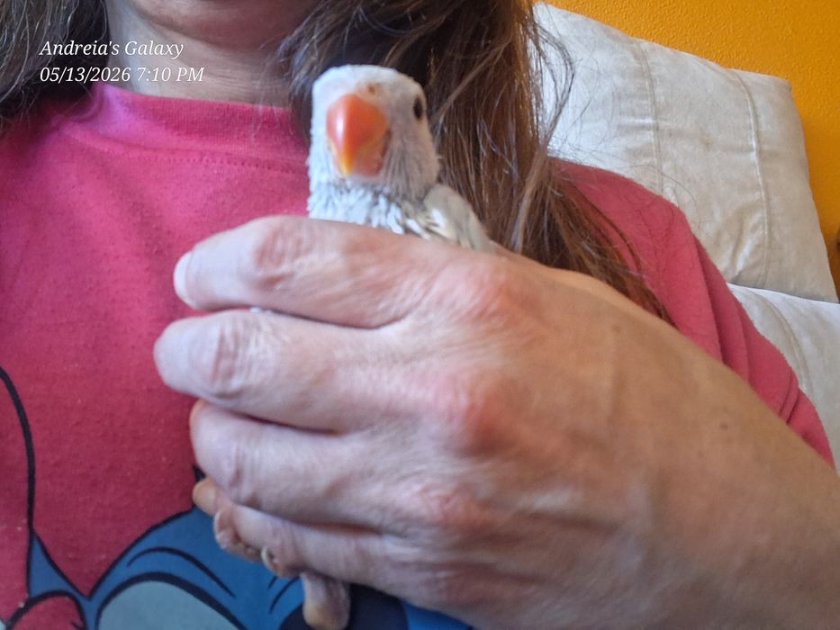 Ring neck bébés azuis