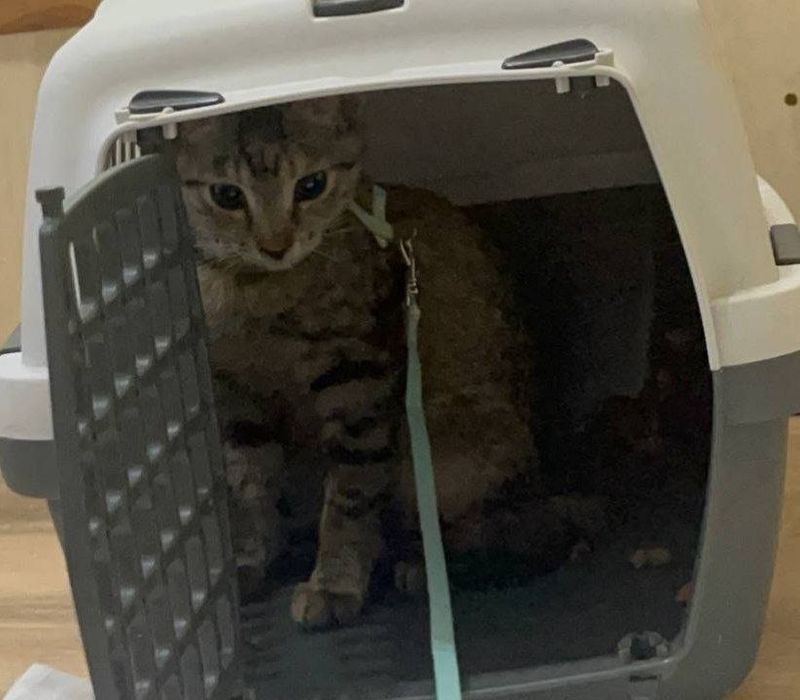 Привиті кошенята