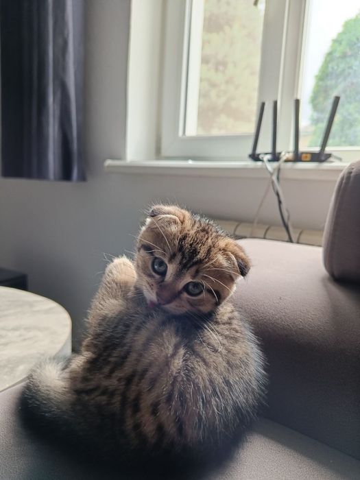 Породистий котик