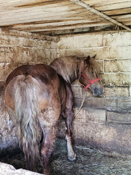 Sprzedam klacz 5lat zimno krwista, chodzi w zaprzęgu