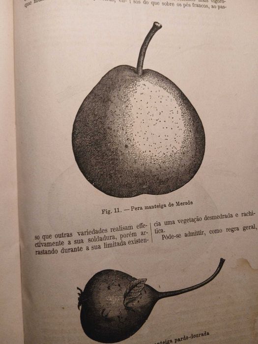 O Agricultor Portuguez, Volume 6 Nº2 1883