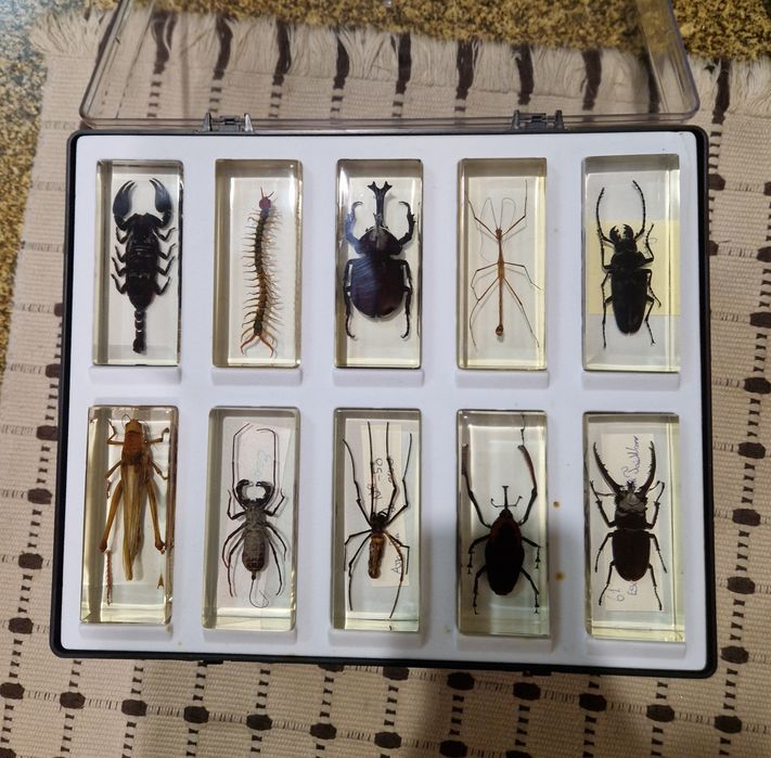 Coleção Bichos com folhetos