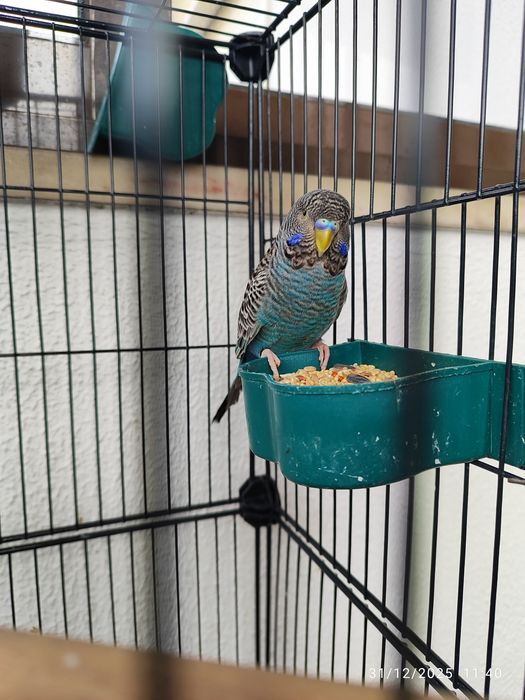 Casal Periquito black face