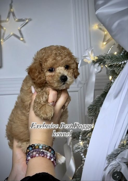 Карамельні яскраві дівчата і хлопчики. Цуценята мальтіпу ф1. Мальтіпу