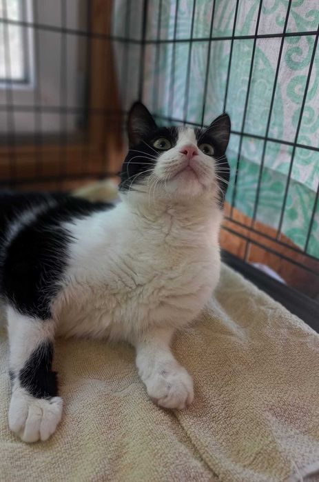 Кузя шукає люблячу родину