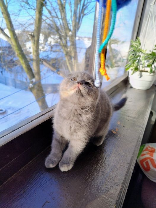 Кошенята вісловушки