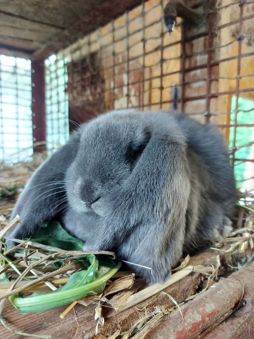 Młode Baran Francuski Niebieski króliki samica samiec FBN królik Parki