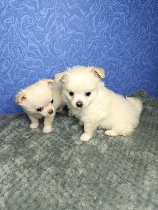 Щенки чихуахуа!!!