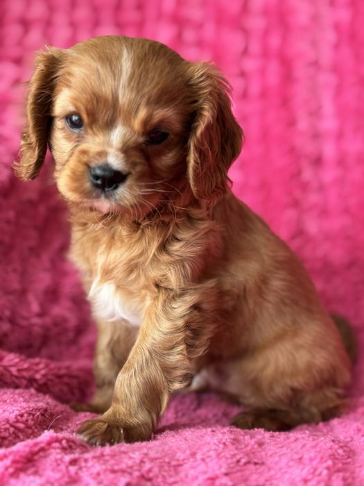 Piesek ruby- Cavalier King Charles Spaniel