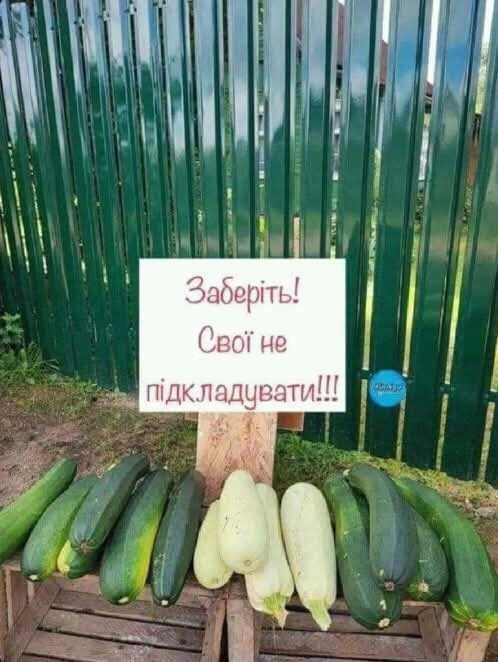 Приму в Дар овощи: кабачки, патисоны, перец, баклажаны, цукини.