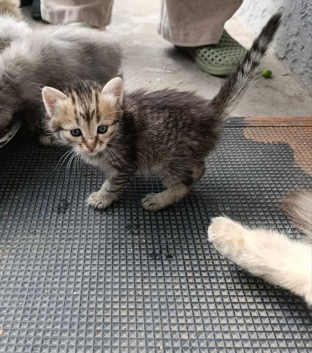 Віддамо кошенят добрим людям