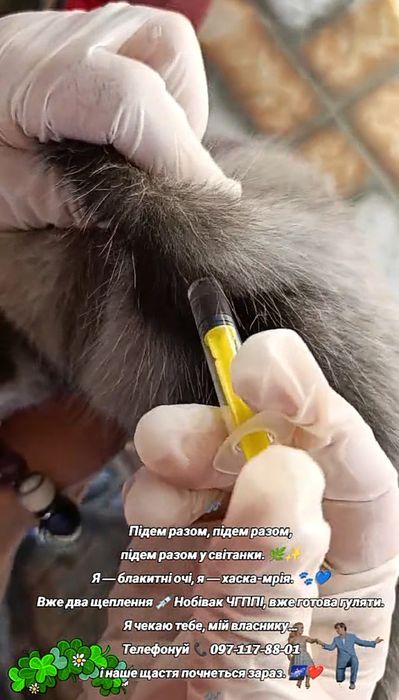 Сибірські хаски,очі блакитні, двічі вакциновані