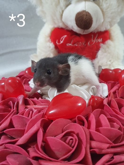 Szczurki szczurek szczury