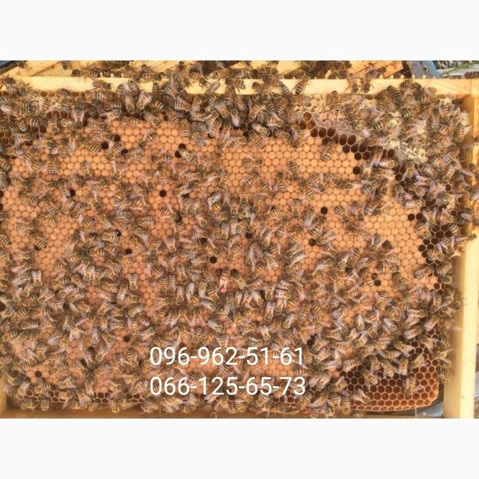 Пчёлопакеты Бакфаст 2026. Бджолопакети Бакфаст F1