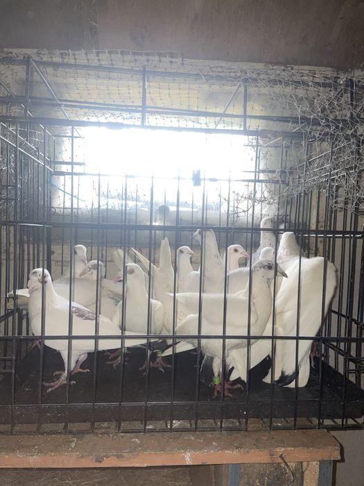 Gołębie pocztowe białe szymle i inee