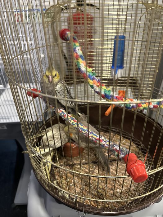 Caturras criadas a mao