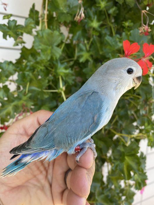 Agapornis domesticado azul