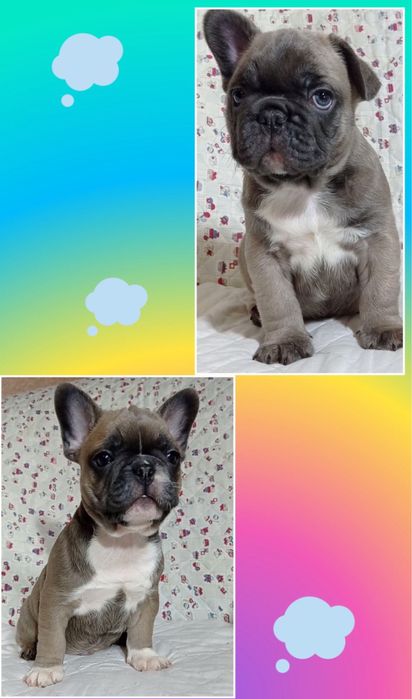 100 % мини девочка и два мальчика французики