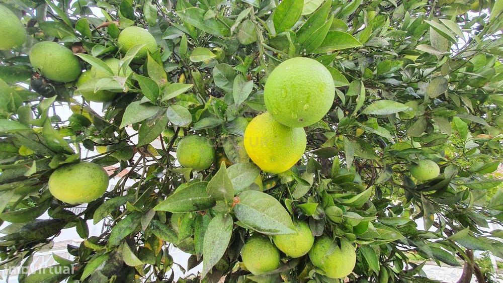 Moradia Térrea  nas Quintinhas - Charneca Caparica  # Preço Negociável