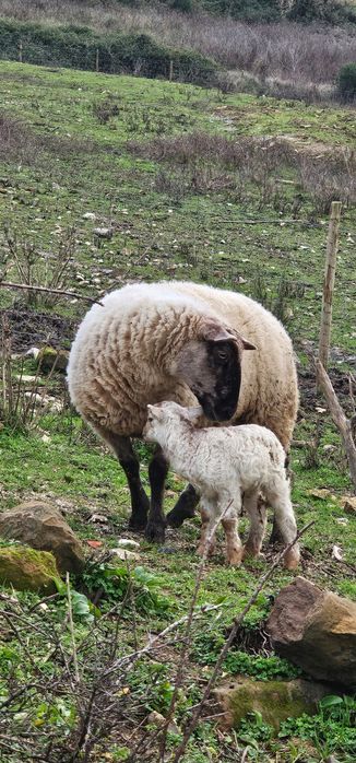 Ovelha e cria primeira barriga