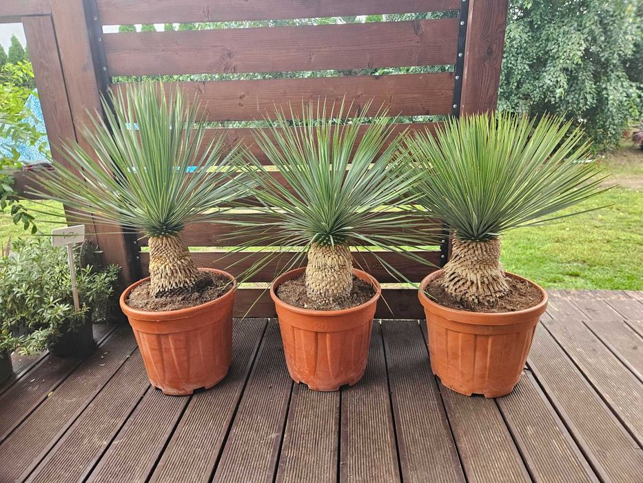 Yucca Rostrata  80 cm