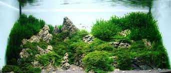 Мхи авквариумные