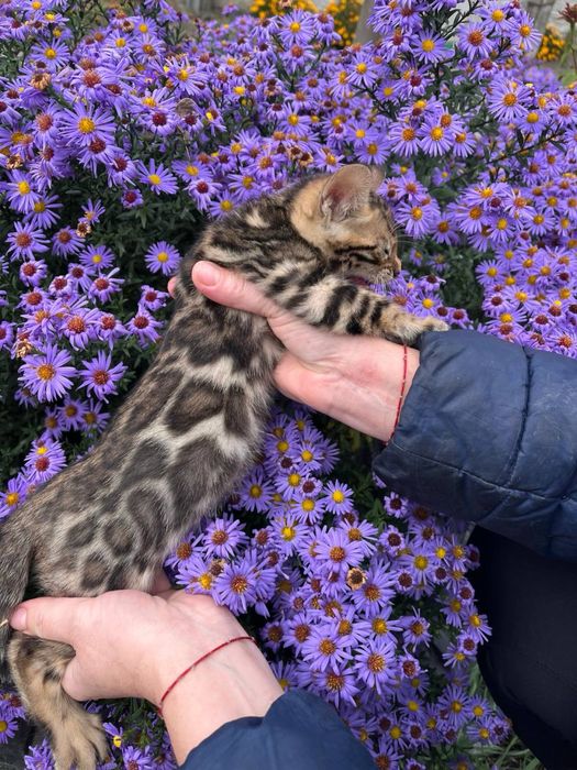 Бенгальські кошенята з документами