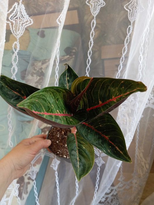 Аглаонема новинка