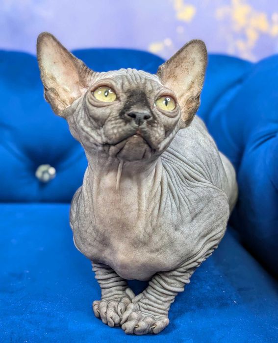 Tristan.Urzekający sfinks. Cudowny kiciuś. Dostepny już w marcu