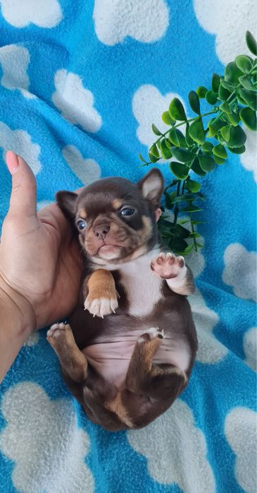 Excecional mini menino Chihuahua/Chiuaua de Qualidade,LinhagemRussa