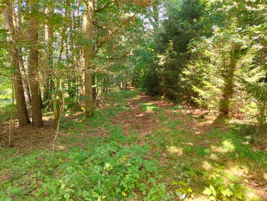 Działka 0,91 ha Szczeglino, łąka, las, rzeka MPZP łąka