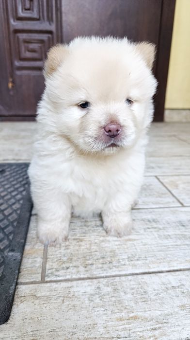 Чау чау.   бронирование