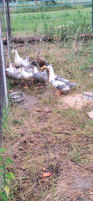 Kaczki Pekin Maximus Niebieskie
