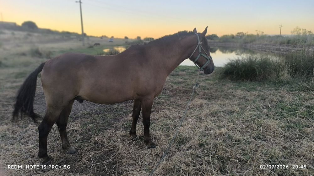 Cavalo manso e muito bem montado