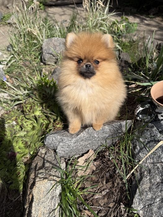 Красуні помераночки