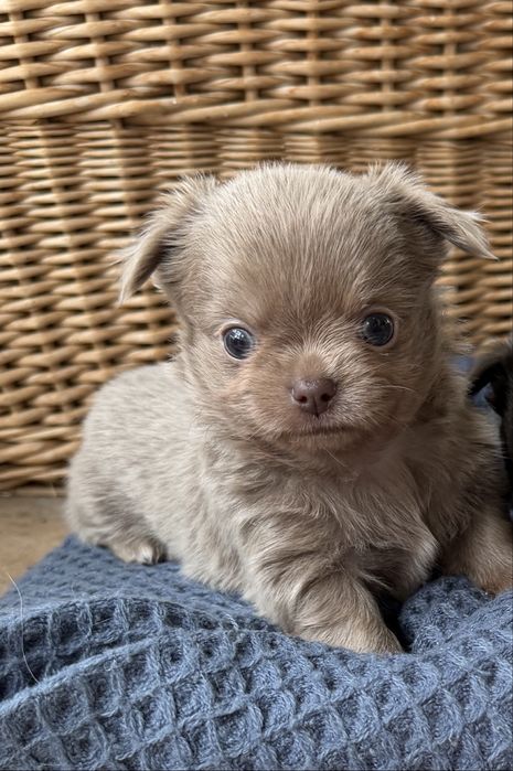 Piesek Chihuahua liliowy długowłosy