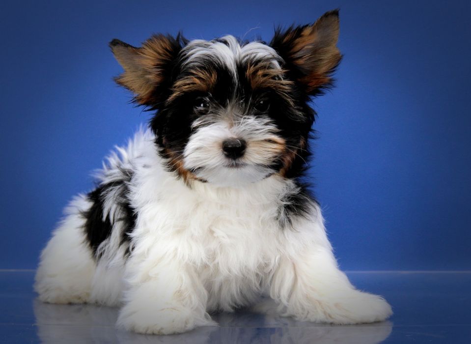 Хлопчики/цуценята бівери