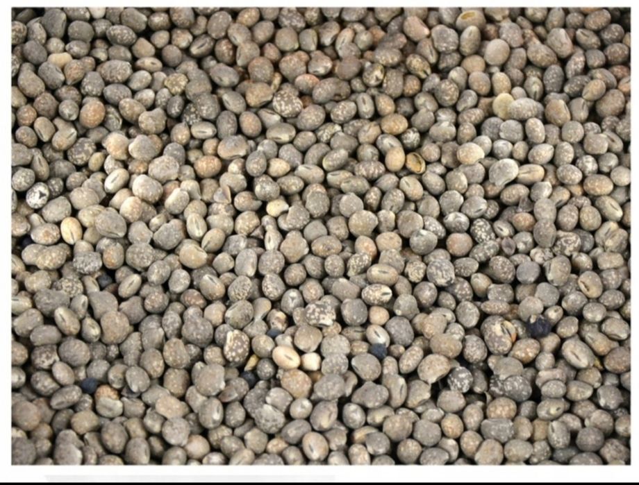 Łubin gorzki sprzedam