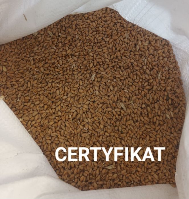 Pszenica pasza dla kur, zaneta 10kg od Rolnika Wysyłka