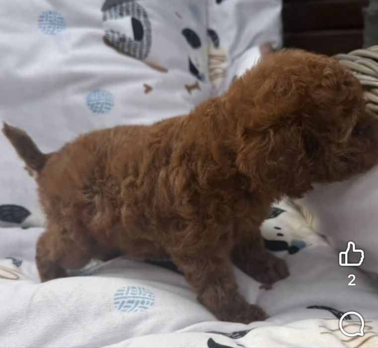 Suczka Cavapoo Efia