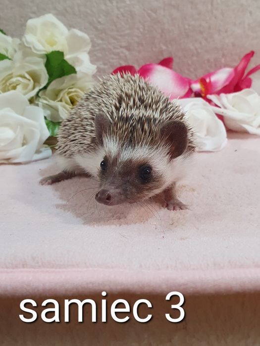 Jeż afrykanski jez pigmejski cudowne maluchy