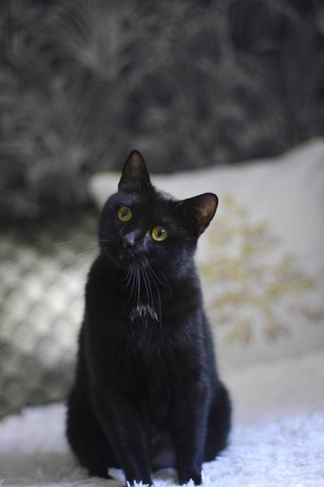 Niezwykła Psotka szuka domu